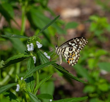 Çiçek açan bitkilerin üzerine tünemiş olan Papilio Demoleus ya da limon kelebeğine limon kelebeği denir çünkü bu kelebeğin larvaları kireç bitkilerindeki böceklerdir.