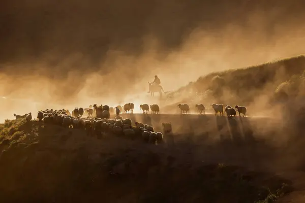 stock image There is a flock of sheep grazing in the dust on the mountain, brown sheep, dust, there is a hazy air that has risen into the air. Sheep are moving quickly in rows Tatvan