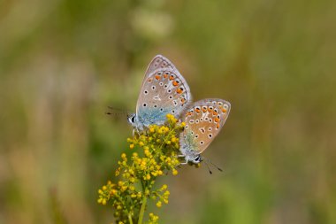 Polyommatus icarus, çimlerin üzerinde küçük çifte kelebek