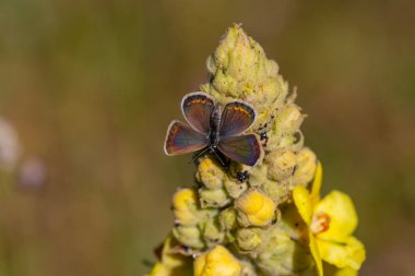 tiny butterfly feeding on yellow flower,Geranium Argus, Polyommatus eumedon clipart