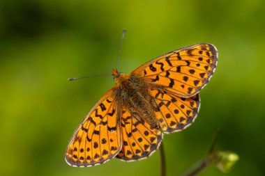 Yeşil arka plan ve kırmızı kelebek, İnci sınırlı Fritillar, Bolorya coşkusu