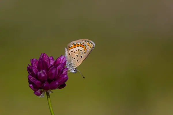 stock image tiny butterfly on purple flower, Eastern Brown Argus, Plebejus carmon