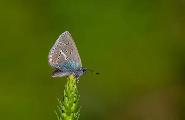 stock image tiny butterfly on green plant, Geranium Argus, Polyommatus eumedon