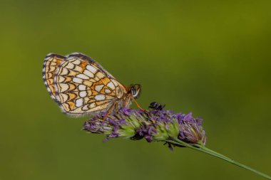 orange butterfly on grass, Heath Fritillary, Melitaea athalia clipart