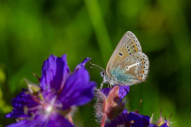 tiny butterfly feeding on purple flower,Geranium Argus, Polyommatus eumedon