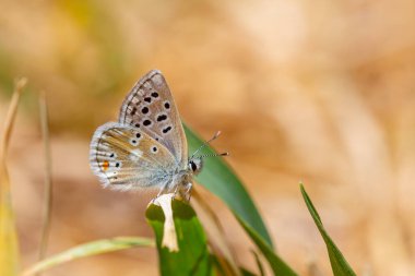 Çimlerle beslenen küçük mavi kelebek, Gavarnie Blue, Polyommatus pyrenaicus