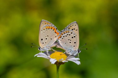 mating butterfly pair on daisy, Purple-shot Copper, Lycaena alciphron clipart