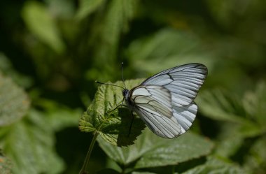Beyaz kelebek çimlerin üzerinde, siyah damarlı beyaz, Aporia krategi
