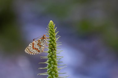 Red butterfly on plant, Caucasian Spotted Fritillary, Melitaea Interrupa clipart