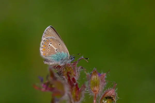 stock image tiny butterfly feeding on purple flower,Geranium Argus, Polyommatus eumedon