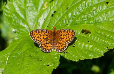 Büyük kırmızı kelebek çimenlere yapışmış, Koyu yeşil Fritiller, Argynnis aglaja