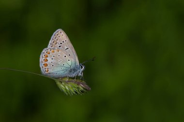 little blue butterfly on grass, Polyommatus icarus clipart