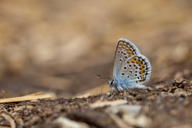 Küçük mavi kelebek yerden mineraller topluyor, Gümüş saplı Mavi, Plebejus argus