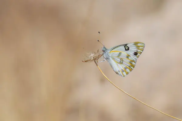 stock image white butterfly on dry grass, Desert White, Pontia glauconome