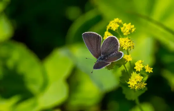 stock image tiny butterfly on grass, Small Blue, Cupido minimus