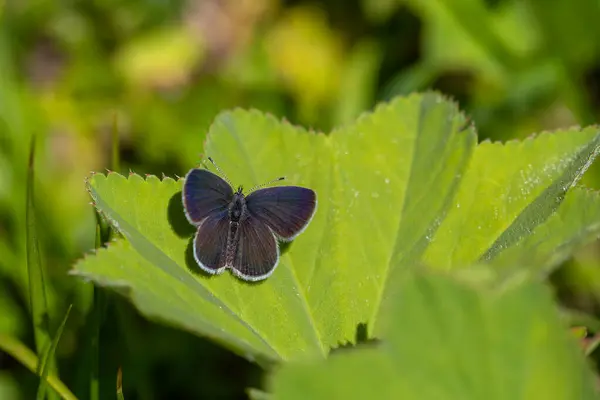 Stock image tiny butterfly on grass, Small Blue, Cupido minimus