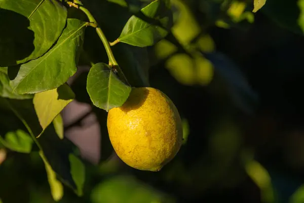 stock image Close-up Lemon fruit hanging on tree in lemon farm