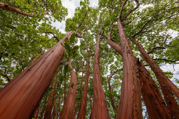 stock image This tree, which has a red trunk and red fruit towards New Year's Eve, is also known as the Christmas tree and is also used as a scent.Arbutus andrachne (turkish name sandalagaci)