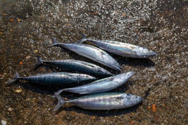 Bonito taze deniz ve bonito mevsimi başlıyor, Kastamonu, Türkiye