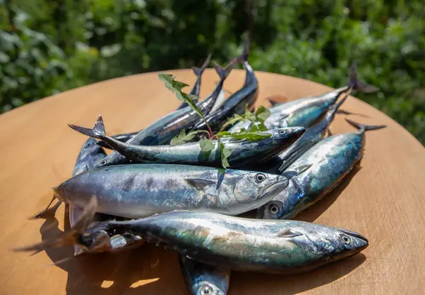 stock image Bonito fish fresh from the sea and bonito season begins, Kastamonu, Turkey