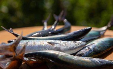 Bonito fish fresh from the sea and bonito season begins, Kastamonu, Turkey clipart