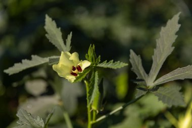 Bamya tarlasındaki çiçeklerden büyüyen bamyanın yakın çekimi, kırsal bir çiftlikte yetiştirilen Ladyfingers, kırsal bir alanda yetişen taze Bhindi.