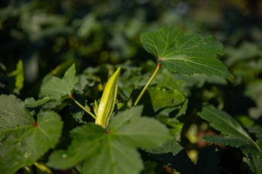 Closeup shot of Okra growing from flowers in an okra field, Ladyfingers cultivation in a rural farm, Fresh Bhindi produce in a rural area clipart