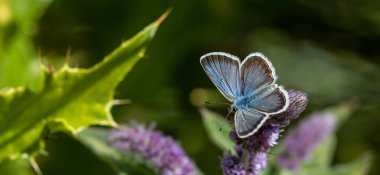 Mor çiçekle beslenen minik kelebek, Anadolu Sahte Argus, Polyommatus sümbül