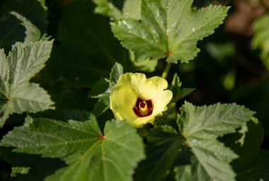 Bamya tarlasındaki çiçeklerden büyüyen bamyanın yakın çekimi, kırsal bir çiftlikte yetiştirilen Ladyfingers, kırsal bir alanda yetişen taze Bhindi.