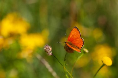 Yanan kanatlı küçük kelebek, Lycaena virgaureae