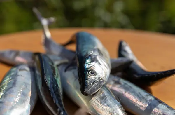 Stock image Bonito fish fresh from the sea and bonito season begins, Kastamonu, Turkey