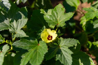 Bamya tarlasındaki çiçeklerden büyüyen bamyanın yakın çekimi, kırsal bir çiftlikte yetiştirilen Ladyfingers, kırsal bir alanda yetişen taze Bhindi.