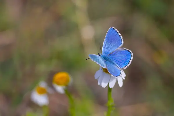 stock image a wonderful butterfly with an overhead blue wing color, Polyommatus bellargus