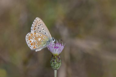 a wonderful butterfly with an overhead blue wing color, Polyommatus bellargus clipart