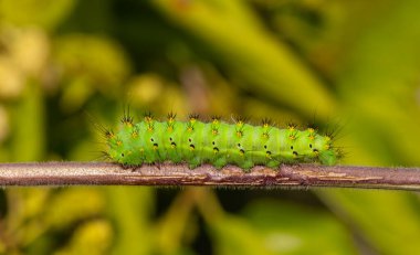 Sarı ve siyah noktalı yeşil bir tırtıl.