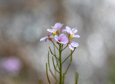 Guguk Kuşu Çiçeği ya da Bayan Önlüğü - Cardamine Pratensis. Pembe-beyaz kır çiçekleri doğada ve bokeh arka planda.