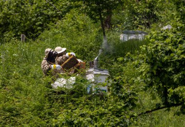 Arıcı elinde arılarla bir bal hücresi tutuyor. Apiculture. Apiary. Bal peteği üzerinde çalışan arılar. Arılar taraklar üzerinde çalışır.