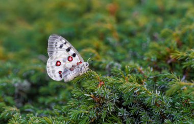 white-coloured, red-black-spotted mountain butterfly that wanders at high altitudes, Parnassius apollo clipart