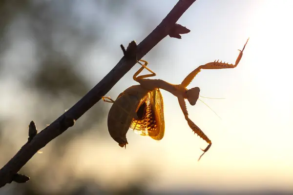 stock image A praying mantis (Creobroter gemmatus) is developing beautiful wings.