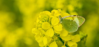 yellow butterfly on yellow flower, Euchloe penia clipart