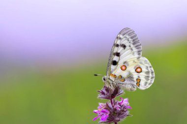 Beyaz renkli, kırmızı siyah benekli dağ kelebeği yüksek irtifada gezinir, Parnassius apollo