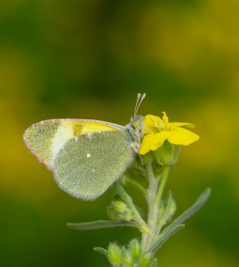 yellow butterfly on yellow flower, Euchloe penia clipart