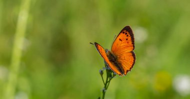 tiny butterfly with fire-coloured wings, Lycaena ottomanus clipart