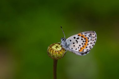 Siyah noktalı harika bir kelebek, Damalı Mavi, Scolitantid Orion