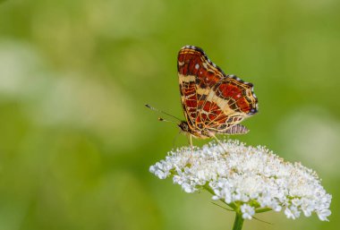 map butterfly feeding on flower, European Map, Araschnia levana clipart