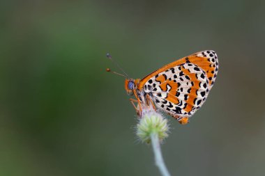 kızılımsı orta boy siyah benekli kelebek, Melitaea didyma