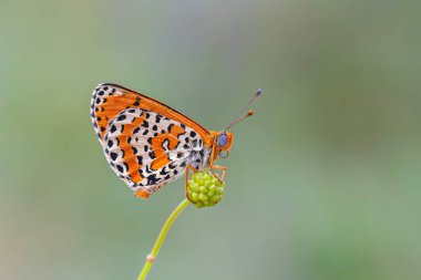 kızılımsı orta boy siyah benekli kelebek, Melitaea didyma