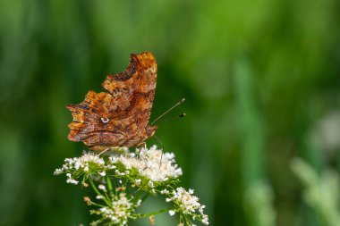 Yırtık gibi görünen kahverengi renkli bir kelebek, Polygonia c-albümü