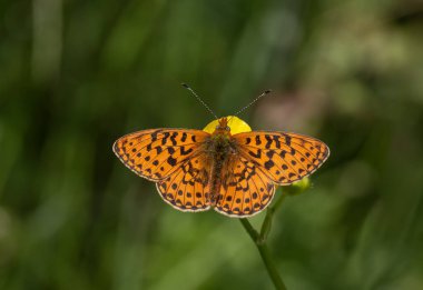 green background and red butterfly, Pearl-bordered Fritillar, Boloria euphrosyne clipart