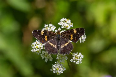 map butterfly feeding on flower, European Map, Araschnia levana clipart